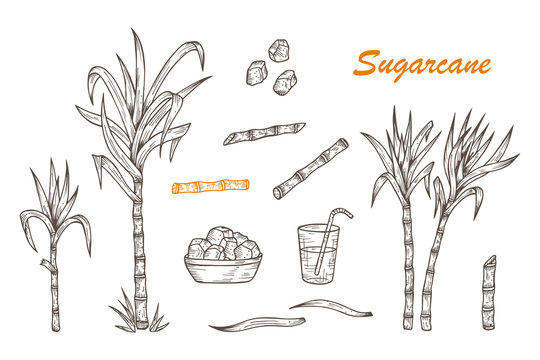 Hand drawn Sugar cane set. Sugarcane plants, Stalks, leaves, juice and  sugar cubes. Vector illustration Stock Vector | Adobe Stock