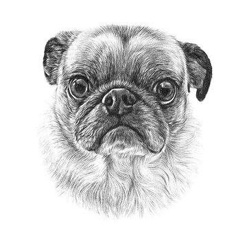 Pug dog isolated on a white background. Black and white drawing of a puppy. Animal art collection: Dogs. Dog Pug Portrait - Hand Painted Illustration of Pets. Design templste. Good for T shirt, pillow