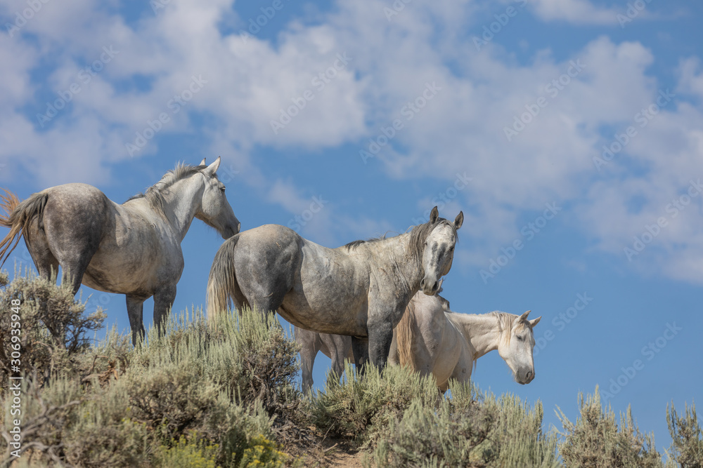 Canvas Prints Wild horses in Sand Wash Basin Colorado in Summer