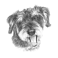 Realistic black and white Portrait of a small domestic dog isolated on white background. Toy or Miniature Poodle, a lap dog. Cute puppy. Hand drawn pet illustration. Animal art collection
