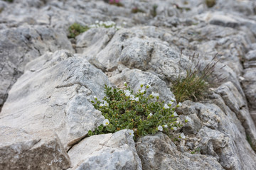 Gentle white flower grown in curves of rocks.  Selective focus. Vegetation in National park Pirin. Beautiful bulgarian mountains.