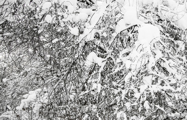 winter forest covered with white fluffy snow