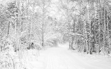 winter forest covered with white fluffy snow