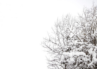 winter forest covered with white fluffy snow
