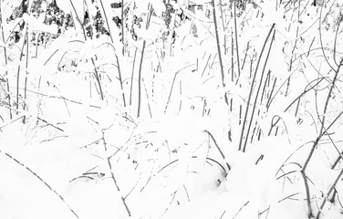 winter forest covered with white fluffy snow