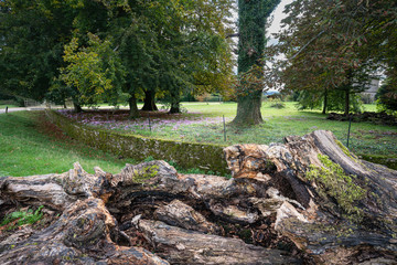 Old tree andcyclamen in the park