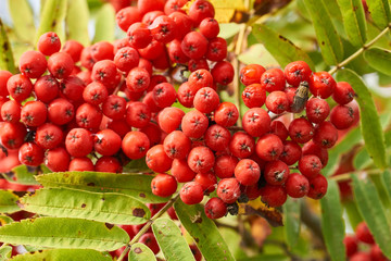 abundant clusters of ripe mountain ash.