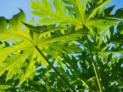 Fresh green papaya leaves against blue background sky