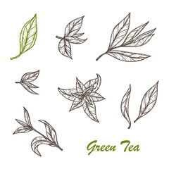 Hand drawn engraving style Green tea leaves set. Vector illustration