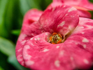 Beauty full flower in garden