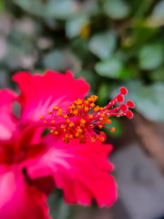  beautiful red flowers in garden