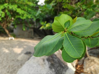 Green plant in the garden