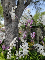 Blooming orchids