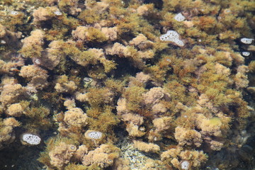 Rochers et algues marines