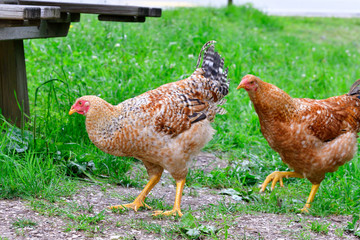 Freilaufende Hühner auf einer Wiese	