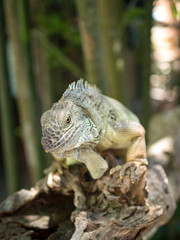 Indonesia, november 2019: Green iguana on tree branch in the Bali park of reptilies