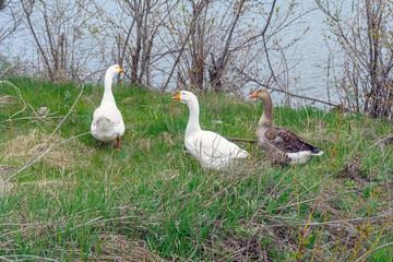 Geese graze in the meadow and eat grass