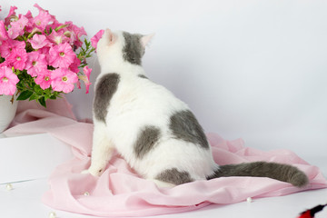 British shorthair yang cat . Light background. Pink flowers