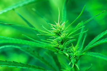 Cultivated industrial hemp head macro photography