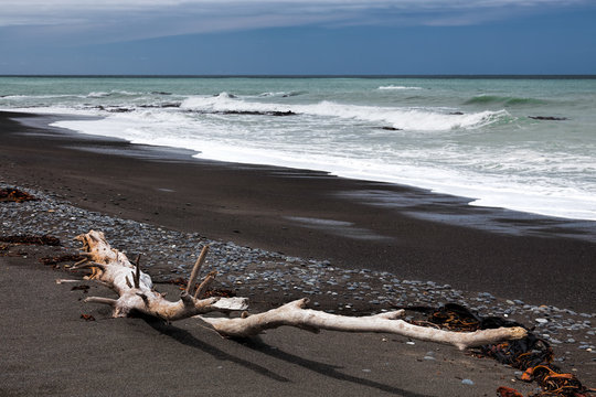 Driftwood On Rarangi Beach In New Zealand