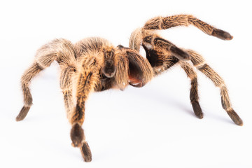 Tarantula