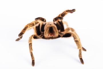 Tarantula