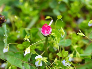 pink rose in the garden
