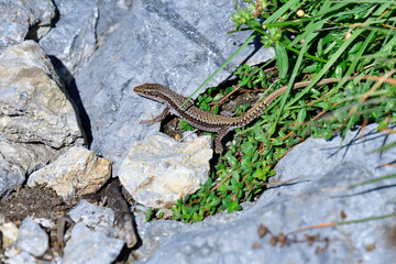 Naklejka premium Mauereidechse (Podarcis muralis) in den Alpen