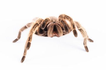 Tarantula
