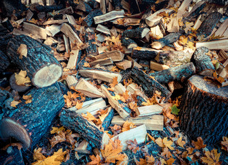 Ecology concept forest protection about cutting trees
