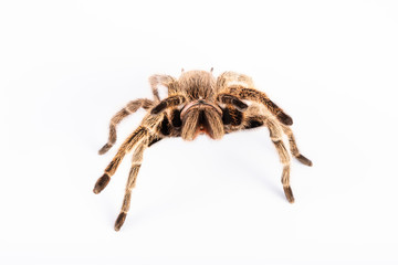 Tarantula