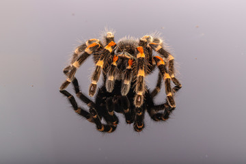Tarantula