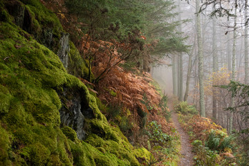 foggy walk in the moody forest
