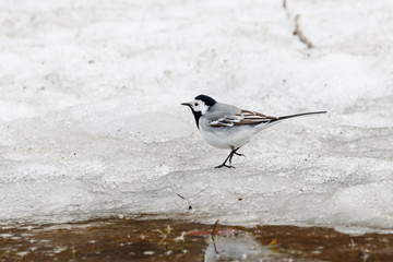 White wagtail motacilla alba walking on snow in early spring. Cute grey migratory songbird in wildlife.