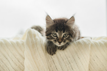 cute brown kitten lying on a white knitted blanket on the window