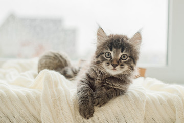cute brown kitten lying on a white knitted blanket on the window © Наталия Бражник