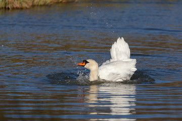 Mute Swan (Cygnus olor)