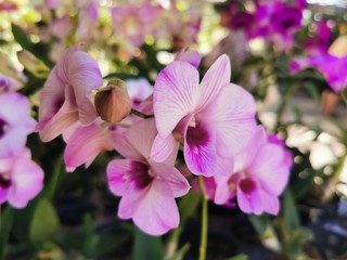 Thai pink Orchid flowers