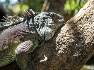 Indonesia, november 2019: Woody Dragon. Green iguana on the tree branch. Bali park of reptilies