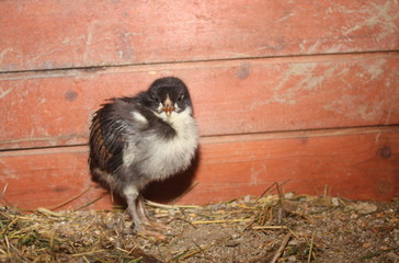 poussin noir de race marans © Patryssia