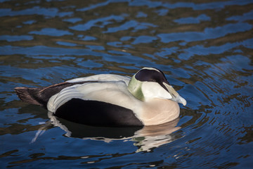 European Eider Duck somateria mollissima mollissima