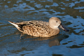 Cape Shoveler (anas smithii)