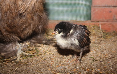 poussin noir de race marans