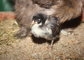 poussin noir de race marans