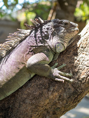 Indonesia, november 2019: Woody Dragon. Green iguana on the tree branch. Bali park of reptilies