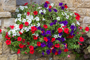 Fototapeta na wymiar Floral display of multicoloured Petunias