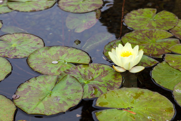 Water Lily (nymphaeaceae)