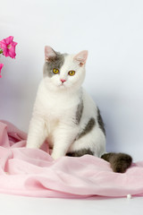 British shorthair yang cat . Light background. Pink flowers