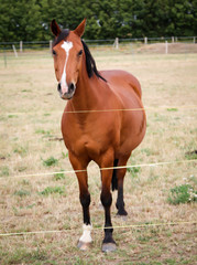 Fototapeta premium Pferde, Hengst, Stute auf einer Farm, Koppel beim grasen