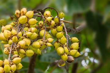Close-up of yellowish green, nut-like fruits of Paulownia tomentosa or Empress tree or princess tree. Outdoor selective focus